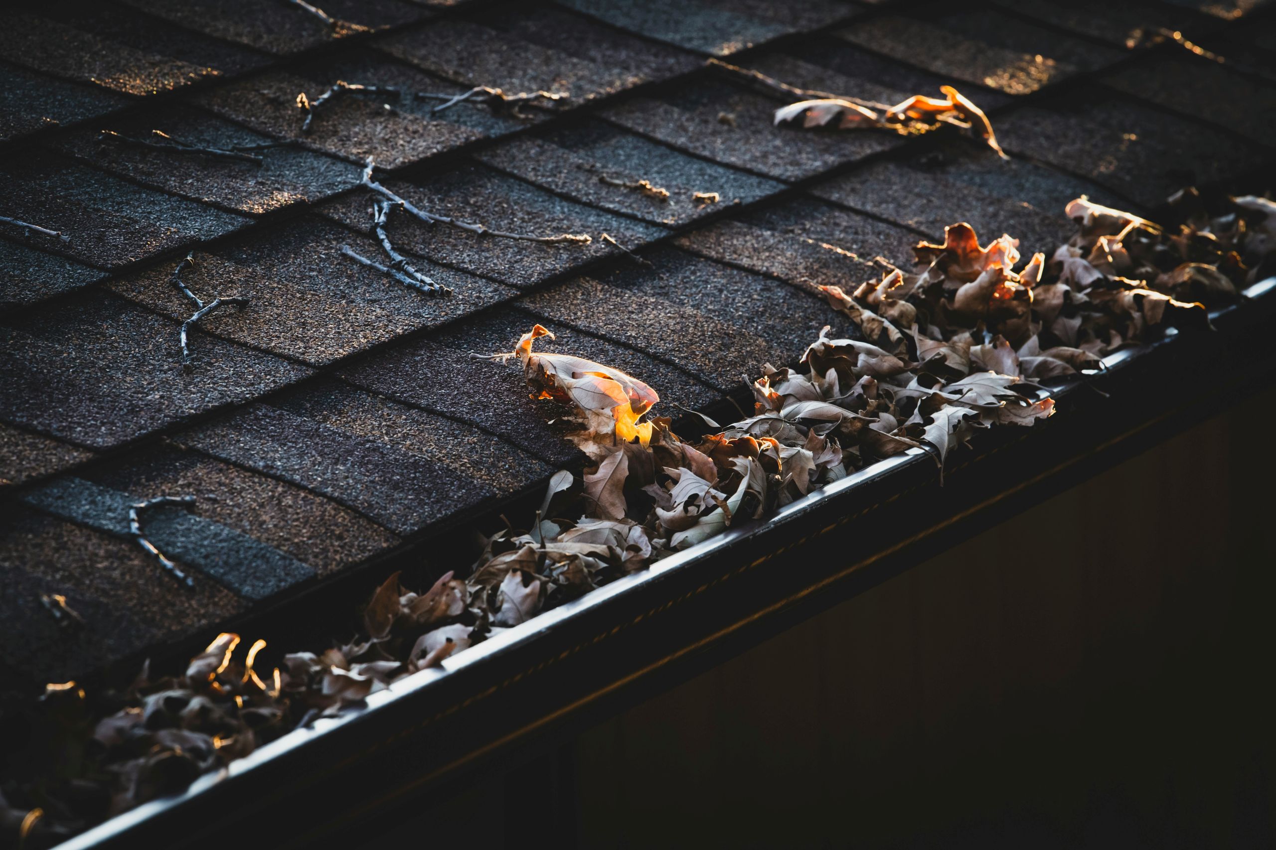 Sunlight shines on a roof with dark shingles and a gutter filled with dry, fallen leaves, highlighting the need for gutter cleaning, autumn maintenance, and an inspection for possible hail damage.